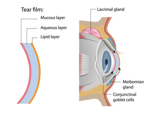 Dry Eye - Tear Film Diagram